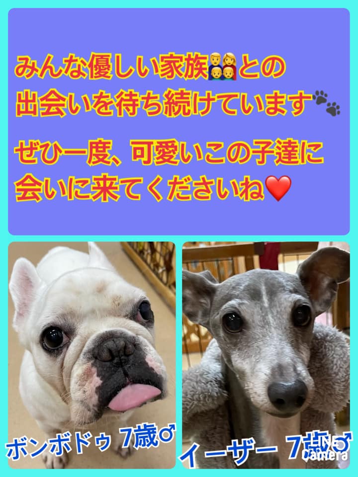 🐾今日の里親様募集中ワンコ🐶メンバーです🐾2022,2,18【保護犬カフェ天神橋店】